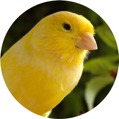 カナリアと師匠たち